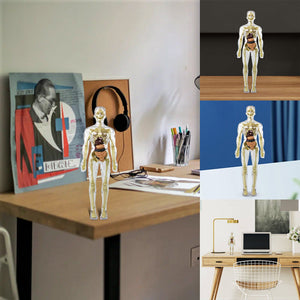 3d Human Body Torso Model for Kid Anatomy Model Skeleton