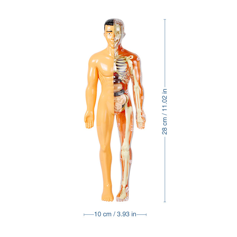 3d Human Body Torso Model for Kid Anatomy Model Skeleton